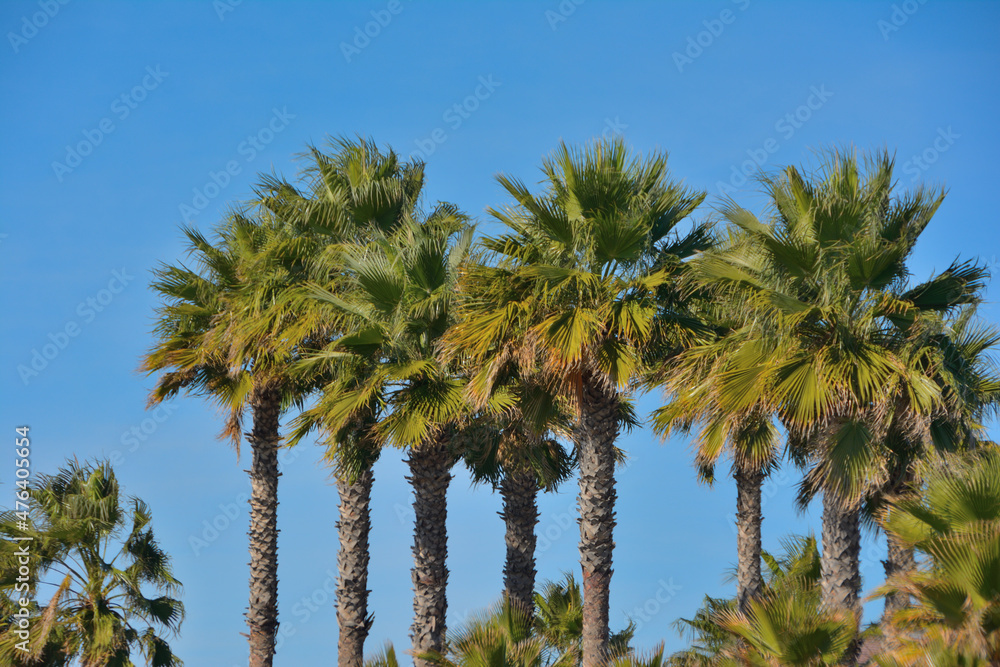 A few crowns of palm trees against a bright clear blue sky on a bright sunny day