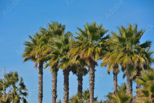 A few crowns of palm trees against a bright clear blue sky on a bright sunny day