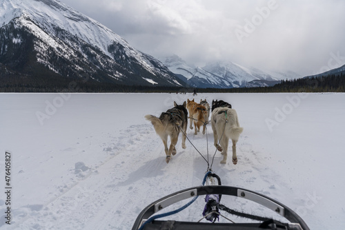 Dog sledding with huskies