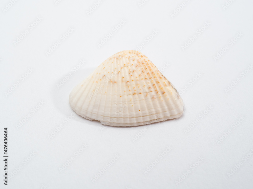 seashell sea on a white background. Seashell isolated on white background.