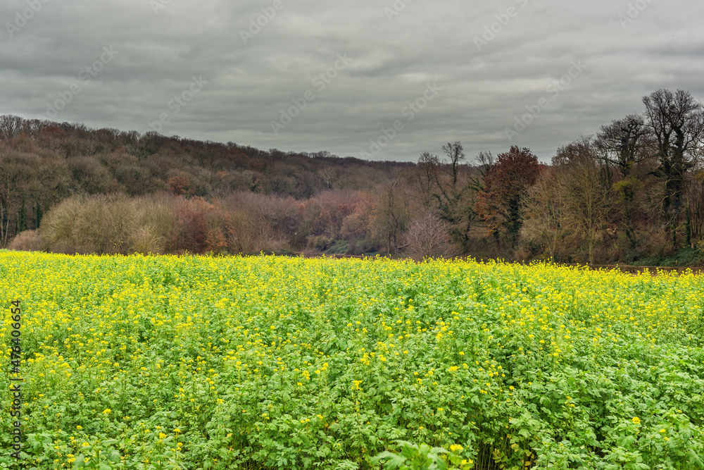 Hilly landscape with rapeseed field and bare trees under a grey cloudy sky.