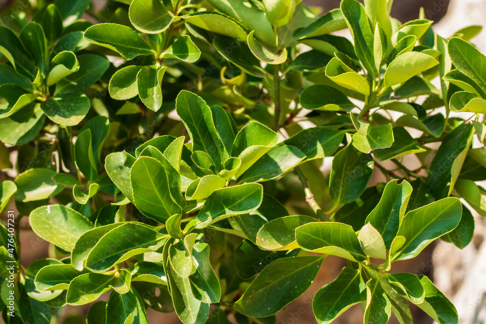 green leaves background