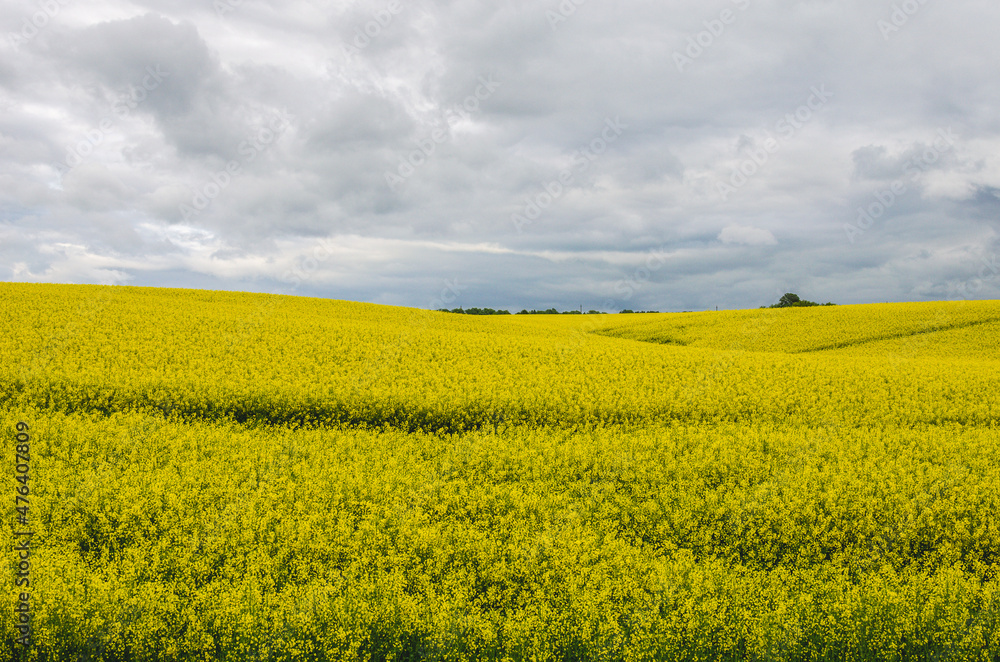Rapeseed grows on hills for animal feed, rapeseed cake is actively used for feeding livestock