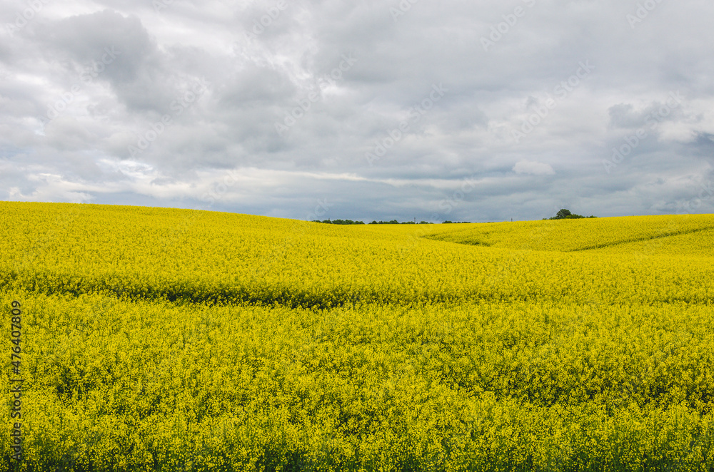 Rapeseed grows on hills for animal feed, rapeseed cake is actively used for feeding livestock Rapeseed grows on hills for animal feed, rapeseed cake is actively used for feeding livestock
