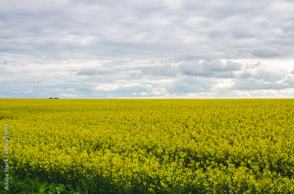 Yellow field rape flowers with blue sky and white clouds. Growing rapeseed for sale Yellow field rape flowers with blue sky and white clouds. Growing rapeseed for sale