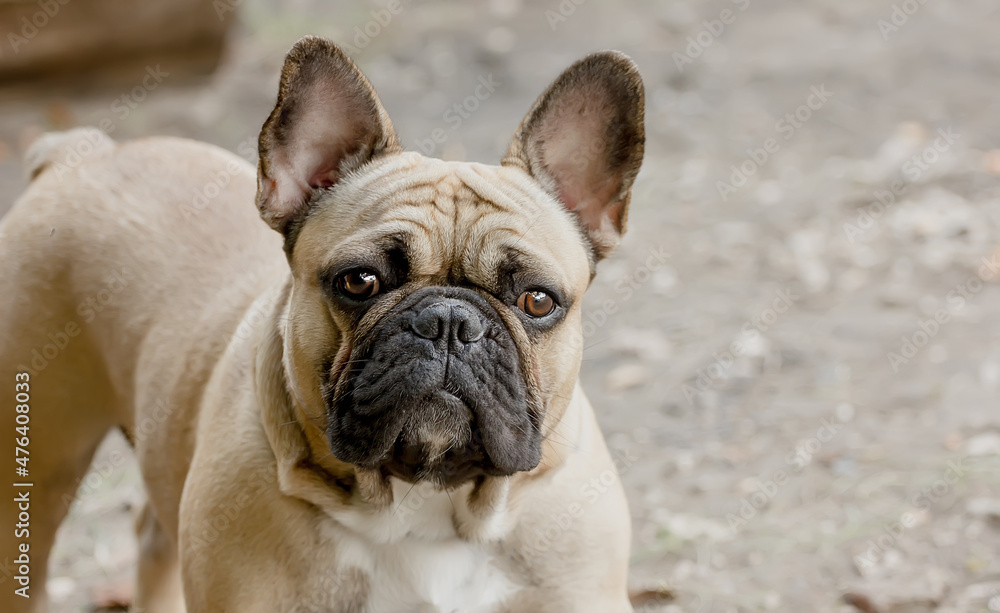 Beautiful dog of the Breed French Bulldog. portrait