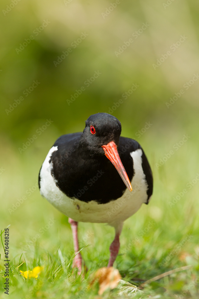 Oystercatcher walking in a field Oystercatcher walking in a field