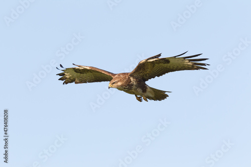 Buzzard in flight