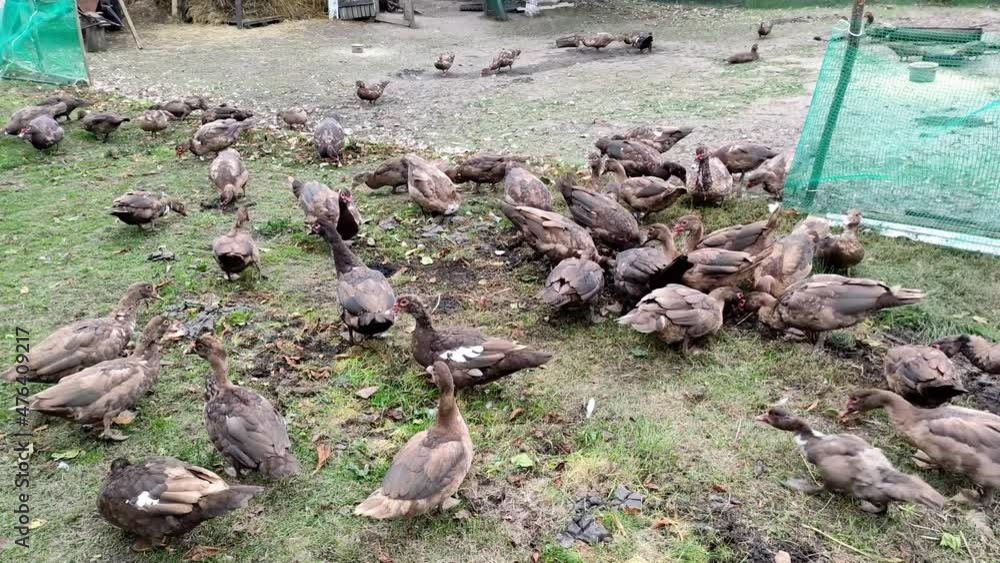Ducks walk around the farm yard