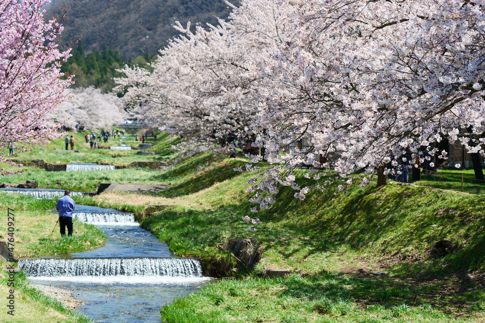 観音寺川の桜並木。猪苗代、福島、日本。４月下旬。