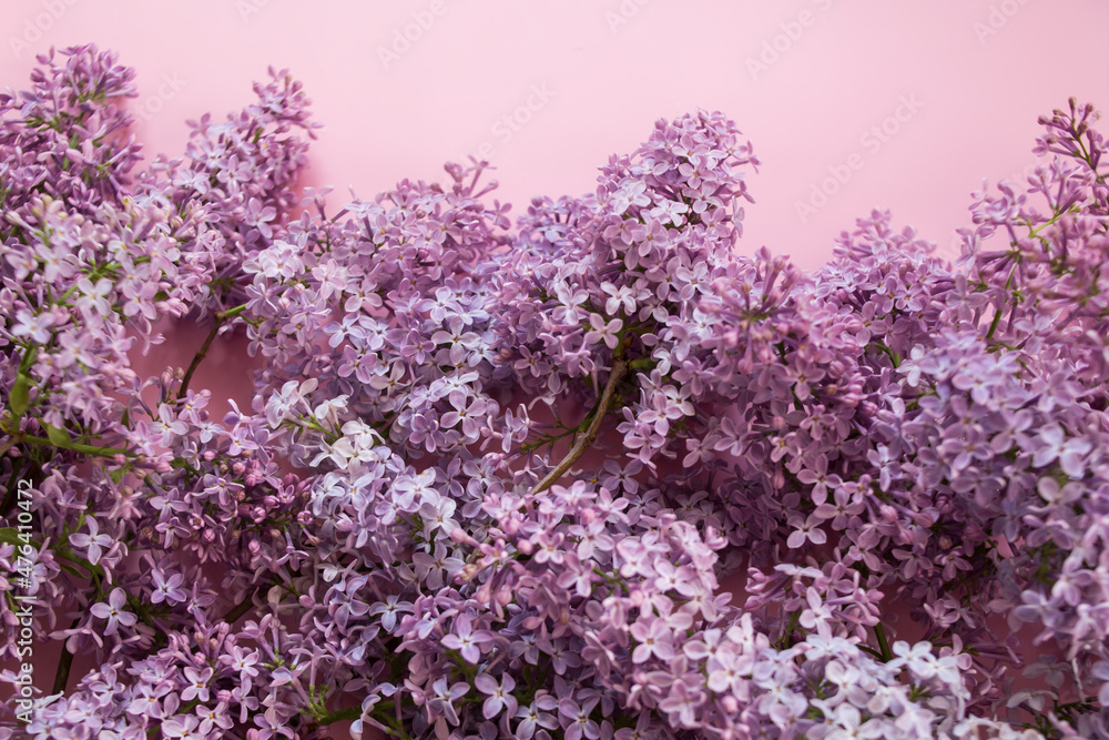 branches of lilac on a pink background. background, postcard