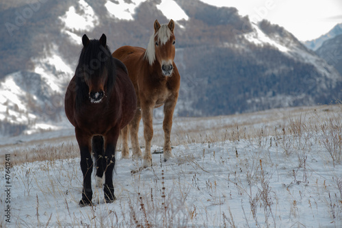 horse in snow