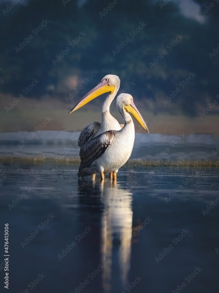 Fototapeta premium Bird Name- Great White Pelicans.
