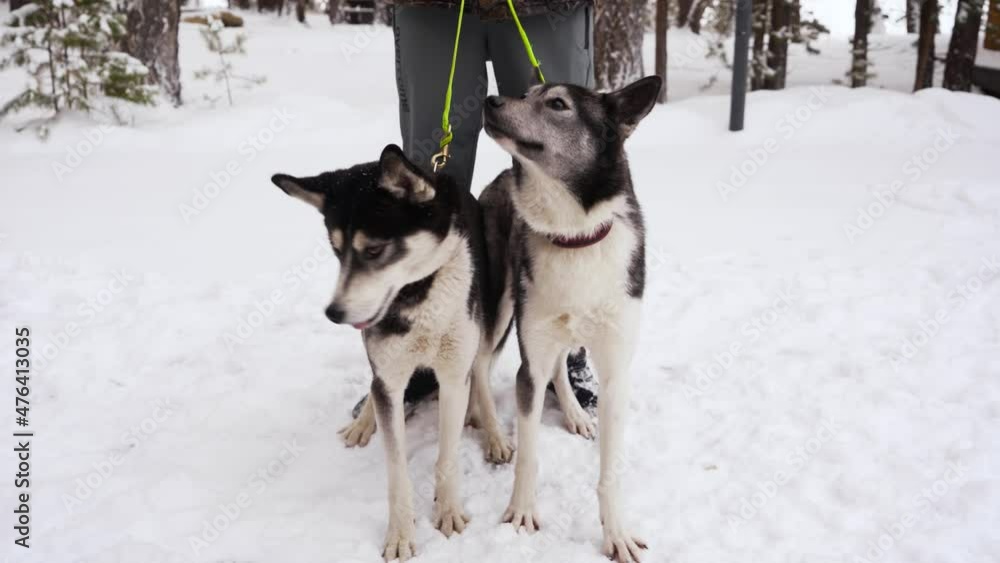Two young husky sports dogs on a leash with eyes of different colors are standing outside in winter. Two young husky sports dogs on a leash with eyes of different colors are standing outside in winter.