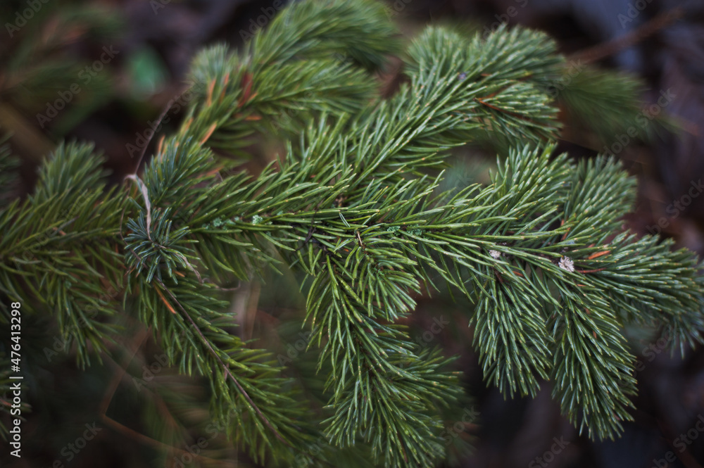 Fir tree brunch close up. Shallow focus. Fluffy fir tree brunch close up. Fir tree brunch close up. Shallow focus. Fluffy fir tree brunch close up.