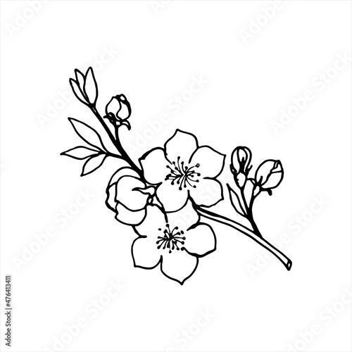 Sketch of spring flowers of quince, almond, apple tree branches with buds and flowers. Hand draw botanical doodle vector illustration in black contrast with white fill.