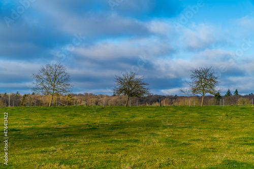 Minimalist landscape with three trees and an empty field in Luxembourg