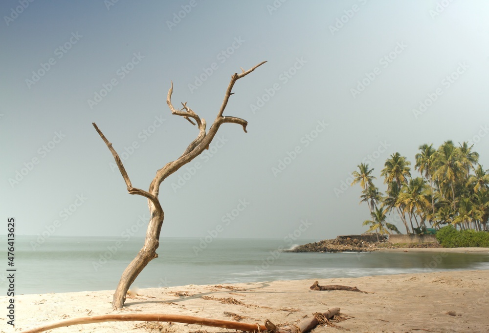 Long exposure by the sea with a dry tree in the foreground Long exposure by the sea with a dry tree in the foreground