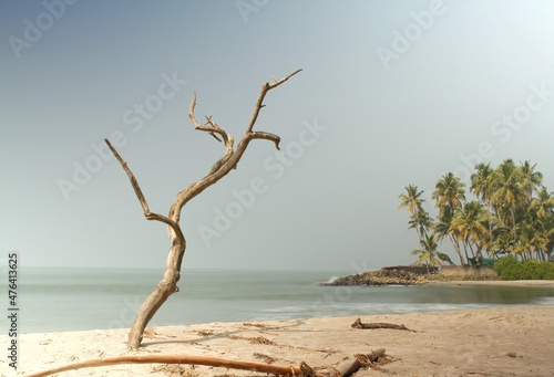 Long exposure by the sea with a dry tree in the foreground