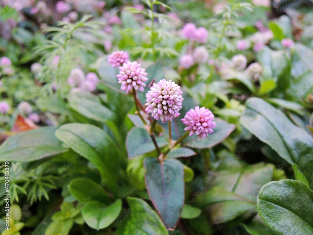 Fototapeta premium 姫蔓蕎麦（ヒメツルソバ）Persicaria capitata