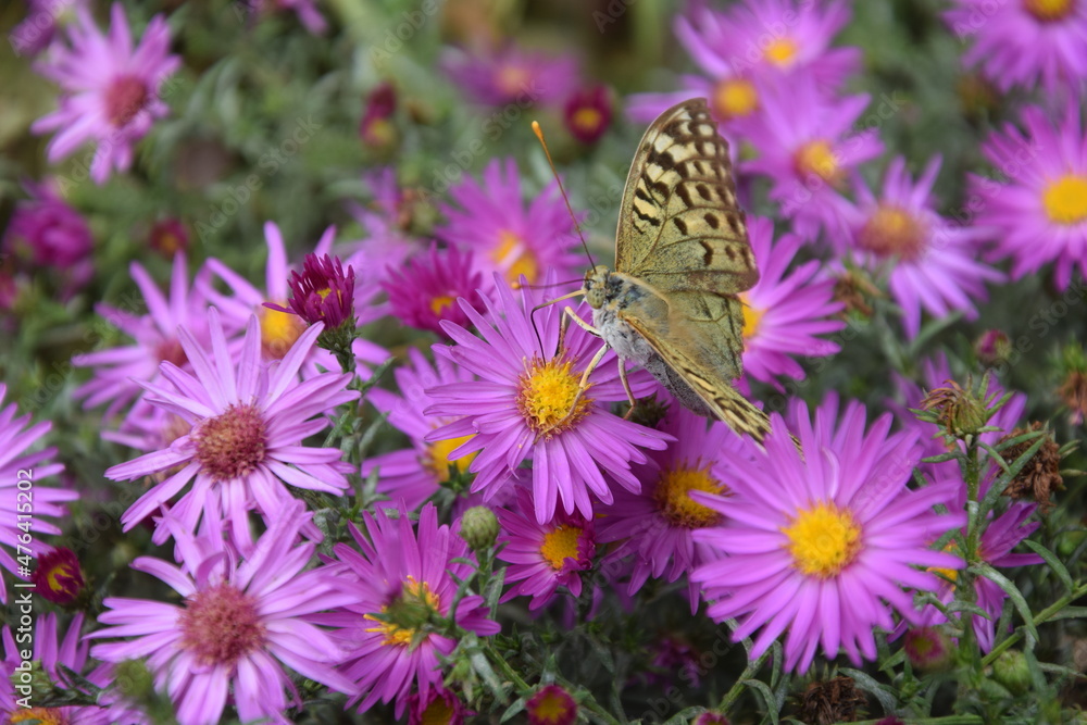 Multicolored and graceful butterfly on a flower meadow Multicolored and graceful butterfly on a flower meadow
