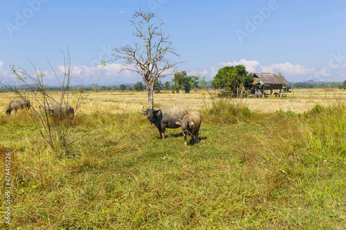 Many Thai buffaloes are eating grass in grass fields © NARONG