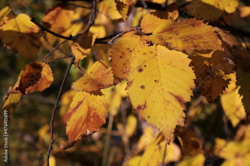 autumn leaves