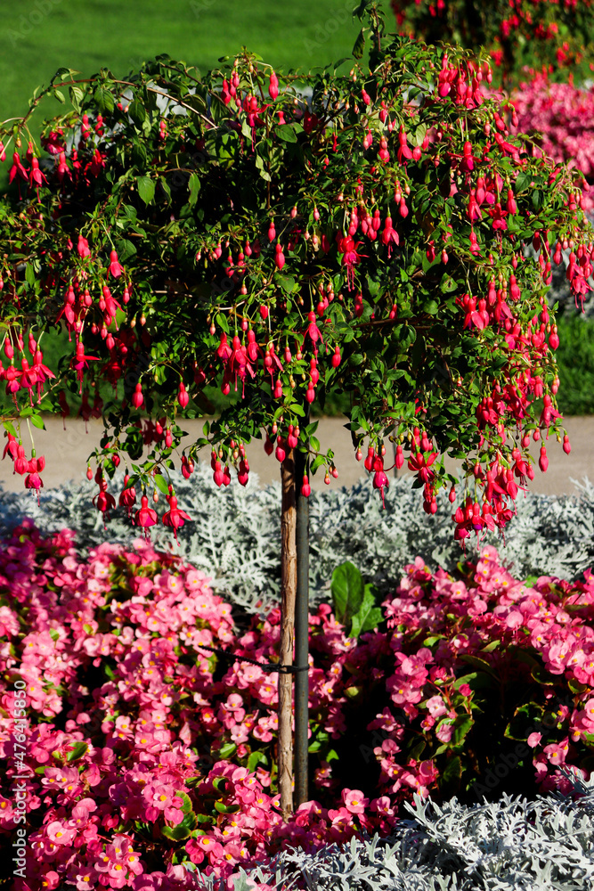 Fuchsia triphylla small tree with hanging pink flowers and surrounded with ground flowers