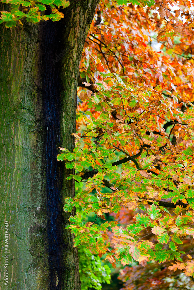 tree in autumn