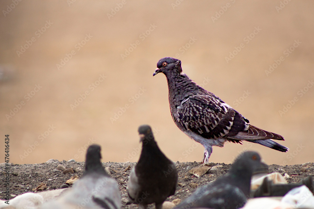Obraz premium doves in the desert 