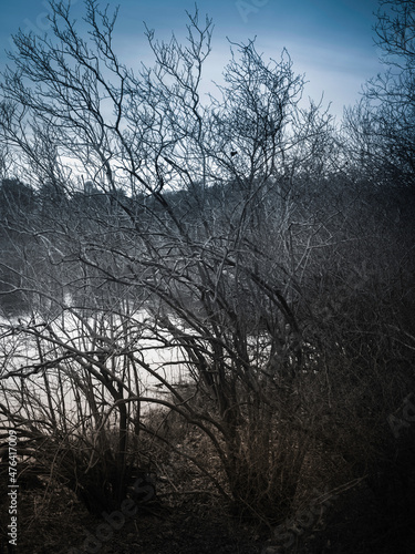 Desaturated winter forest landscape with bare trees and bushes at the water's edge of the pond
