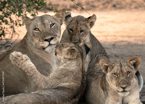 lioness and cubs chilling and playing