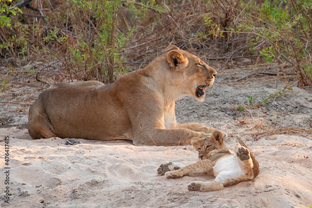 One month old lion cub playing in the sand One month old lion cub playing in the sand