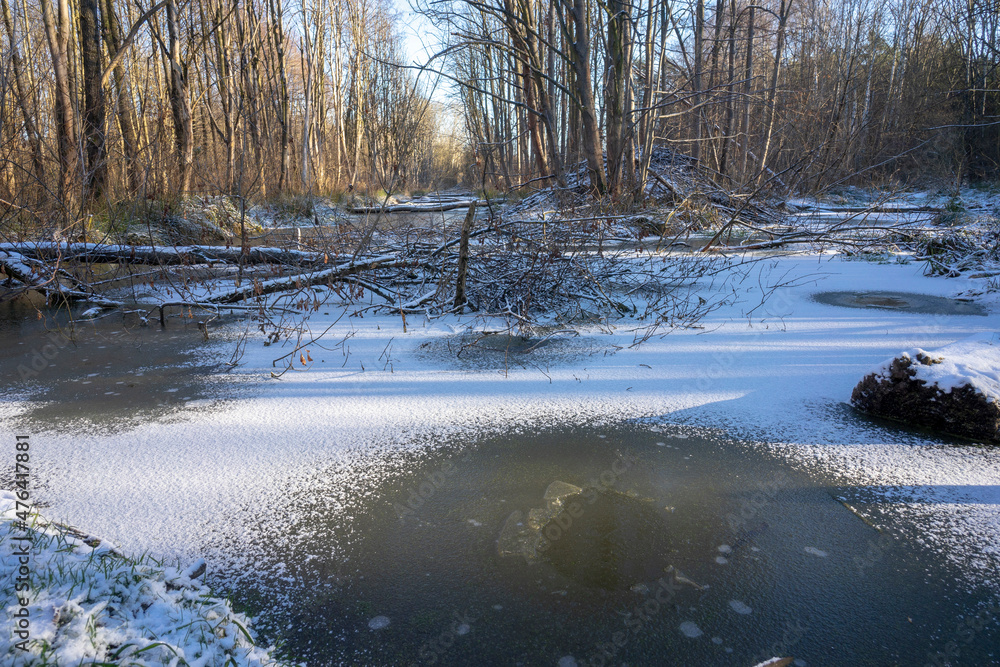 Bemwo forest. The place of occurrence of the beaver in the natural environment. Bemwo forest. The place of occurrence of the beaver in the natural environment.