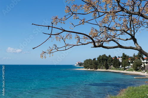 Fototapeta Naklejka Na Ścianę i Meble -  Branches of tree Melia azedarach known as chinaberry tree and magnificent view on Adriatic sea shore and beaches in Zadar, Croatia