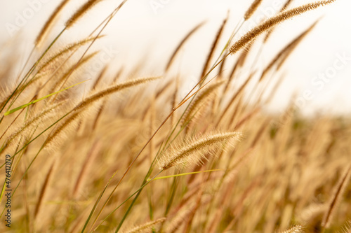 golden wheat field in summer