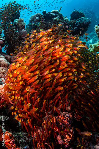Fahnenbarsche im Schwarm über Korallen vor blauem Hintergrund