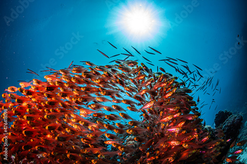 Fahnenbarsche im Schwarm über Korallen vor blauem Hintergrund