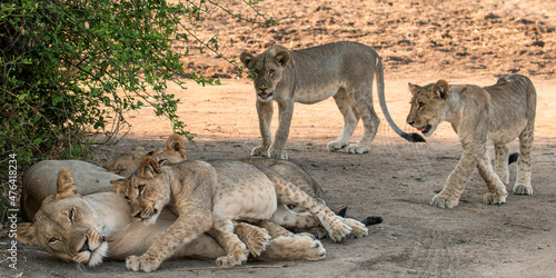 Adorable lion cubs and lioness 