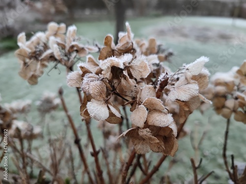 Frost auf Hortensie photo
