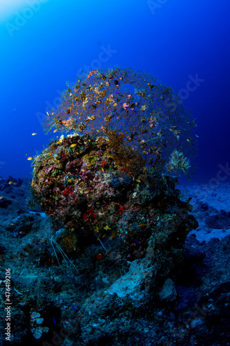 Koralle auf Felsen in 50 Meter Tiefe