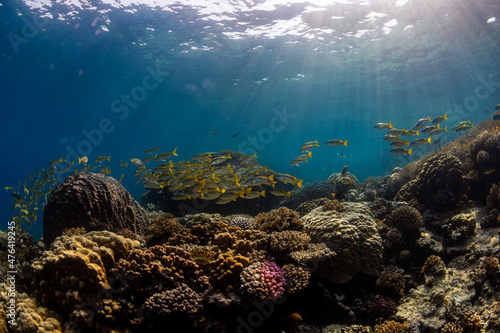 Korallenriff im Sonnenlicht