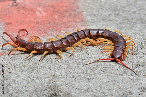 The centipede lies dead on the cement floor. © Suthep