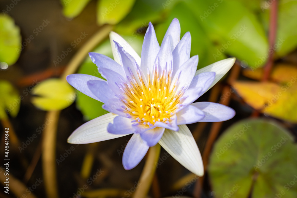 lotus flower in bloom on an ornamental pond in the garden. Nelumbo nucifera, also known as Indian lotus or sacred lotus. lotus flower in bloom on an ornamental pond in the garden. Nelumbo nucifera, also known as Indian lotus or sacred lotus.