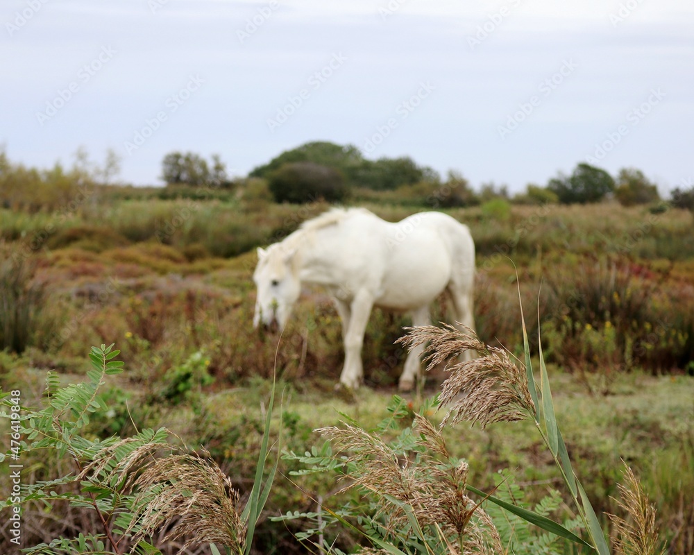 Obraz premium white horse in the field