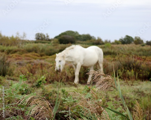 white horse in the field