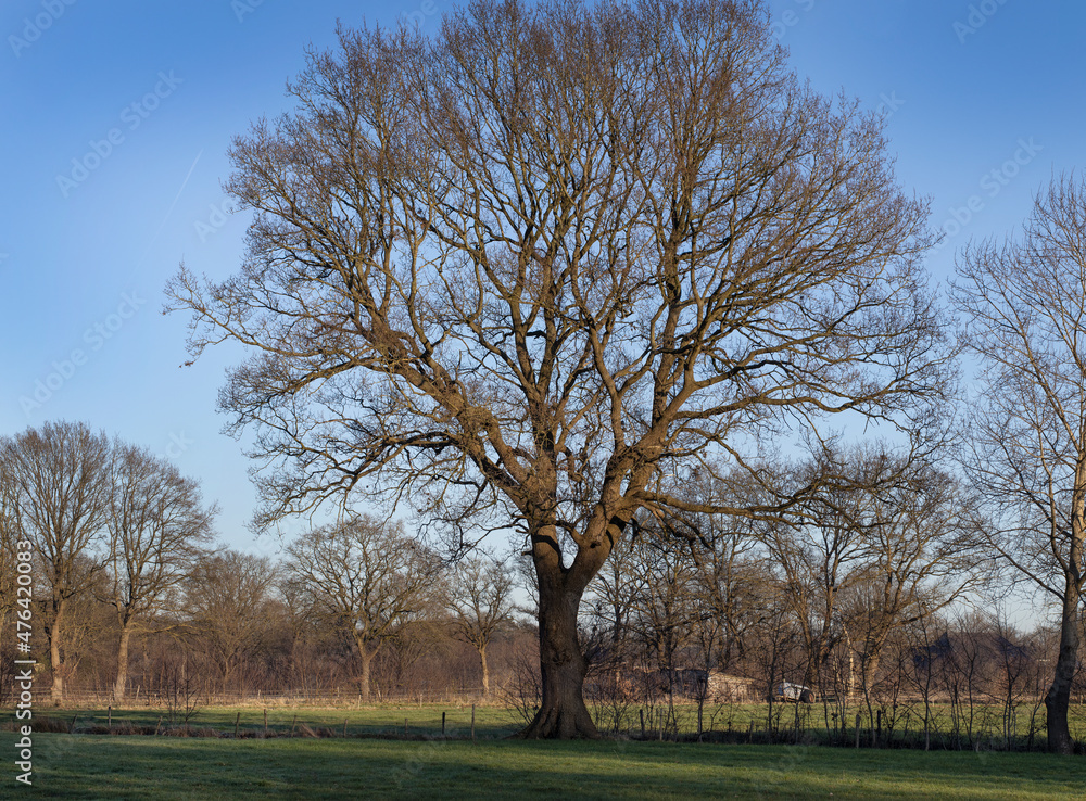 Oak tree. Winter at the Uffelter es Uffelte Drente Netherlands. Oak tree. Winter at the Uffelter es Uffelte Drente Netherlands.
