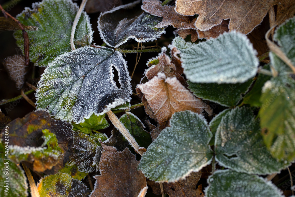 Frozen leaves. Ripe. Winter at the Uffelter es Uffelte Drente Netherlands. Frozen leaves. Ripe. Winter at the Uffelter es Uffelte Drente Netherlands.