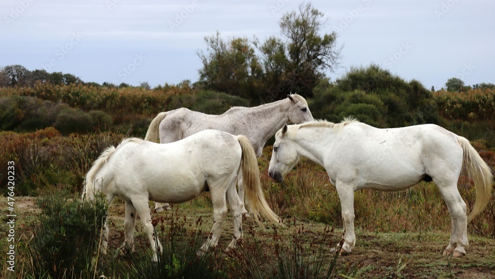 horses in the field horses in the field
