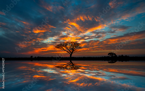 silhouette tree in africa with sunset.Tree silhouetted against a setting sun reflection on water.Typical african sunset with acacia trees in Masai Mara, Kenya.